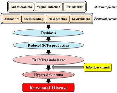 Frontiers | Our Evolving Understanding Of Kawasaki Disease Pathogenesis ...